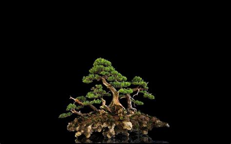 Bonsai Tree Wallpapers - Wallpaper Cave