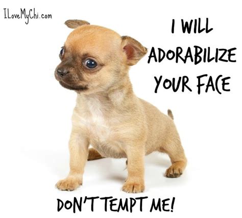 21 Funny Chihuahua Memes