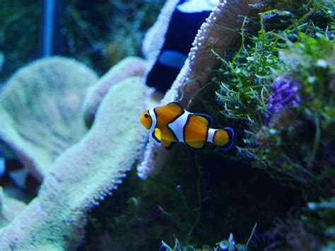 Free Images : sea, underwater, fauna, coral reef, organism, clownfish ...