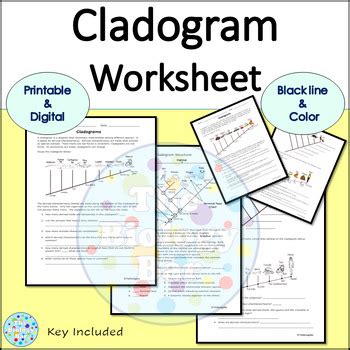 Cladogram Worksheet by The Biology Bar | TPT