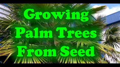 Palm Tree Seed Pods Removal | palmtree