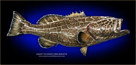 Black Grouper Fish Mounts & Replicas by Coast-to-Coast Fish Mounts