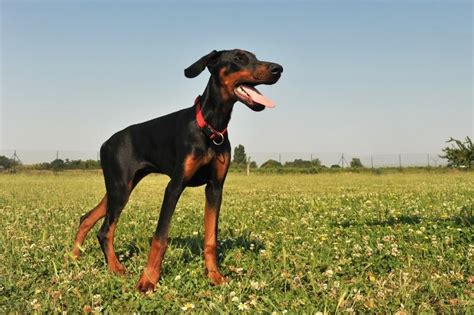 Doberman Wolf Mix: everything about this mixed breed - DogsPlanet.com