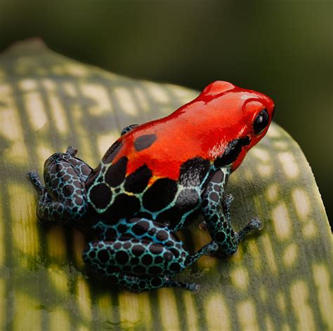 Red Poison Dart Frog Photograph by Dirk Ercken