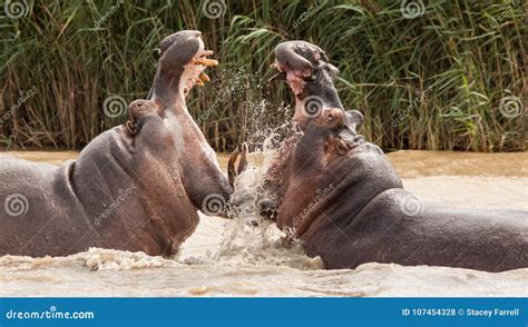 Hippo attack stock photo. Image of safari, powerful - 107454328