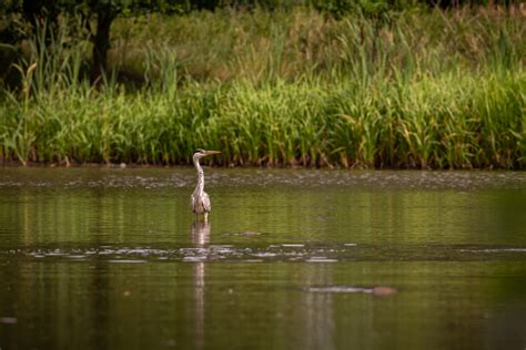 Benefits of a Wetland | Climate and Weather, Construction, Environmental Compliance, Erosion, Go ...