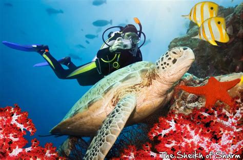 8 Nights/ 9 Days(Cairo - Sharm El sheikh) Diving activity