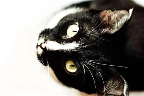 Why Do Cats Have Elongated (Elliptical) Pupils? | Cat-World