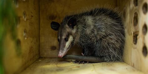 Virginia opossum | Smithsonian's National Zoo and Conservation Biology Institute