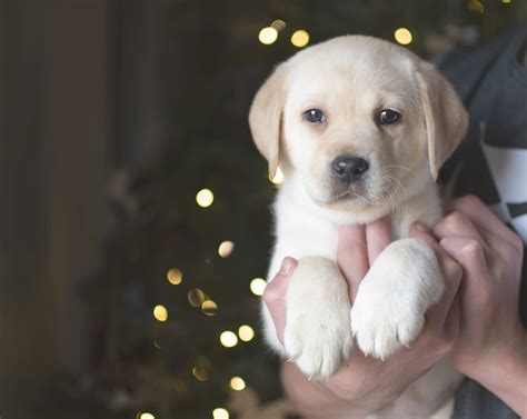 Nala and Hank's beautiful Lab Puppies! - Kindred PupBeautiful English Lab puppies