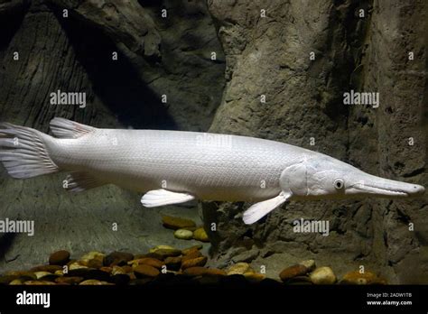 Gar fish hi-res stock photography and images - Alamy