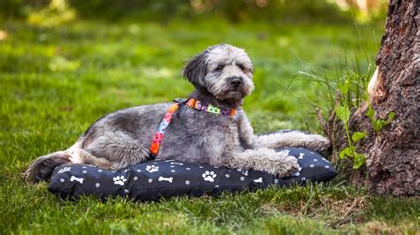 The 10 Best Waterproof Dog Beds for Accidents to Outdoor Adventures