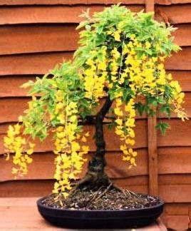 Golden Rain Tree - Koelreuteria Paniculata - Deciduous Bonsai Tree - 5 | Seeds for Africa