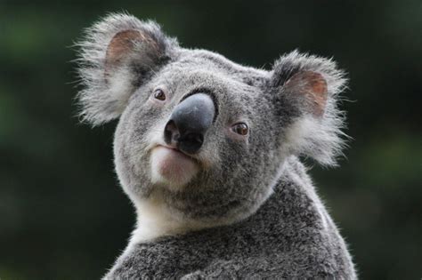 Cute Baby Koala Wallpaper - WallpaperSafari