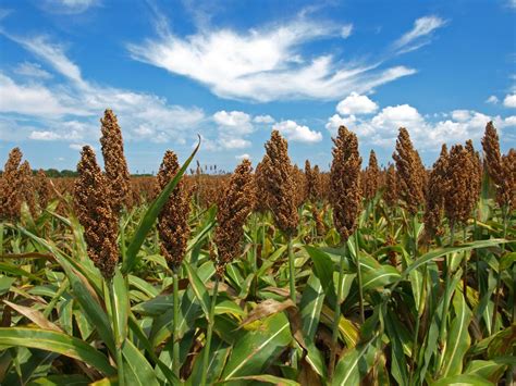 Nebraska Sorghum Symposium Jan. 18 in Curtis | CropWatch | University of Nebraska–Lincoln