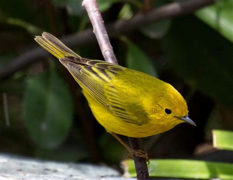 Yellow Warbler | San Diego Bird Spot