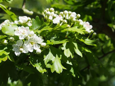 Hawthorn Blossom Nature - Free photo on Pixabay - Pixabay