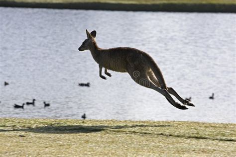 Jumping kangaroo stock image. Image of wildlife, jumping - 21805125