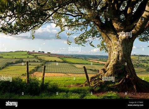 Summer fields in the Devon countryside, Raddon Hills, Devon, England. Summer (June) 2011 Stock ...