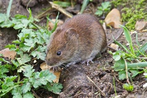 How To Get Rid Of Voles In The Garden