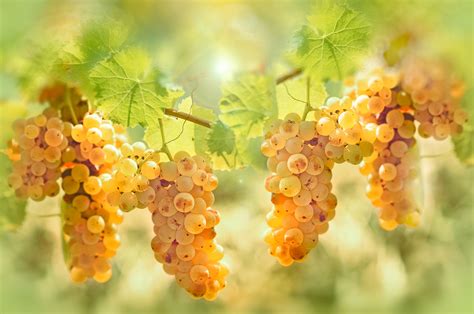 Riesling - aroma, wine and growing areas of the grape variety | Trinkreif.de.