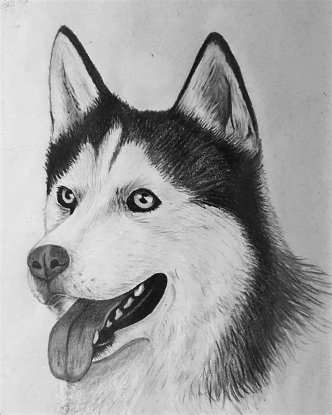 Drawing of Husky dog with black pencil : r/ImaginaryAnimals