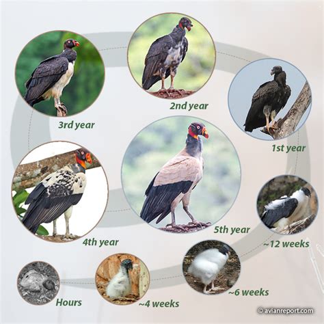 Plumage Variation in the King Vulture - Avian Report