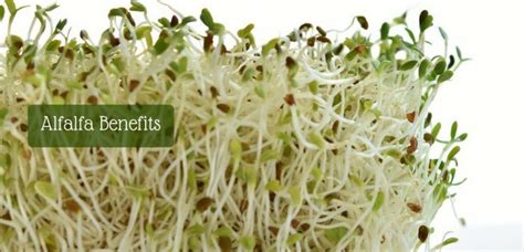 Alfalfa Plant: What Is Alfalfa And The Alfalfa Benefits?