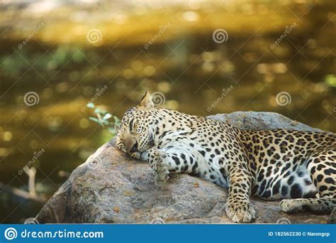 Close Up of Sleeping Leopard on a Rock , in the Zoo Stock Photo - Image ...