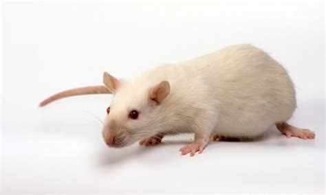 Ultimate List Of All Rat Breeds | Coops & Cages