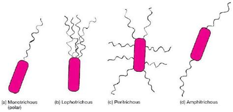 Flagella: Structure, Arrangement, Function • Microbe Online