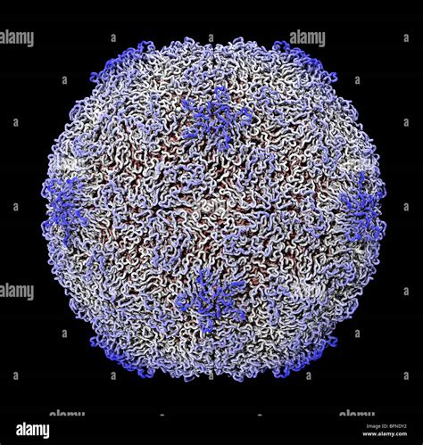 Human rhinovirus capsid structure. Three dimensional computer generated model based upon the ...