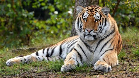 Tiger Is Lying Down On Green Grass In Forest Background 4K Animals HD desktop wallpaper ...