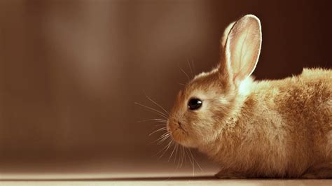 Cute Bunny Desktop Wallpapers - Top Free Cute Bunny Desktop Backgrounds - WallpaperAccess