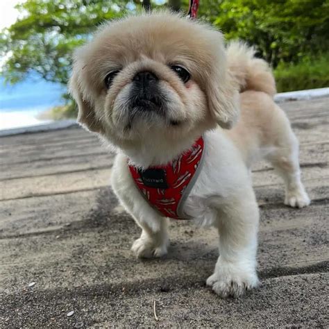 Pekingese Shih Tzu Mix: A Breed You Have To Explore