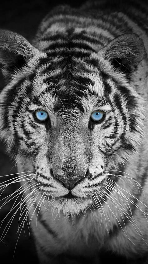 Black and White Tiger Wallpapers - Top Free Black and White Tiger Backgrounds - WallpaperAccess