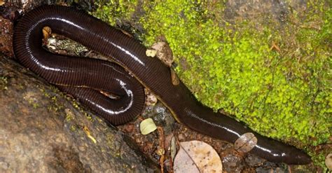 Caecilian - A-Z Animals