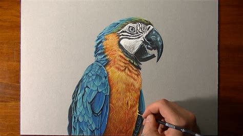 Realistic Parrot Drawing