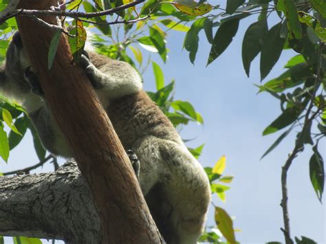 December-January: Peak Koala Breeding Season - Wildthing Environmental Consultants | Ecological ...