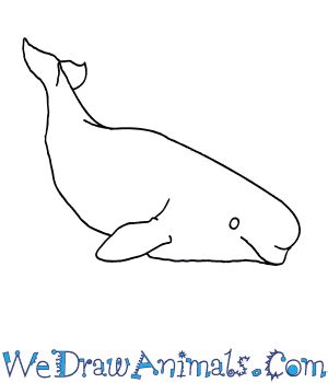 How to Draw a Beluga Whale