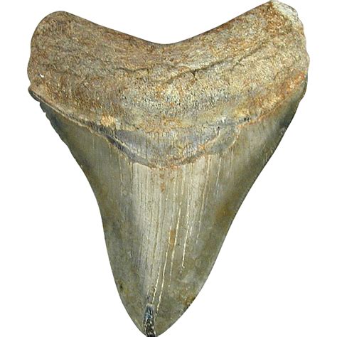 Huge 4.5 Inch Megalodon Shark Tooth Fossil Serrated Natural SOLD | Ruby Lane