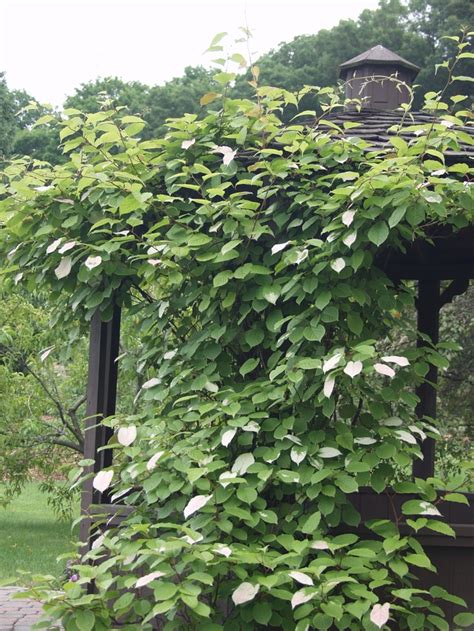 Actinidia kolomikta 'Arctic Beauty' Variegated Kiwi Vine | Garden Center Marketing