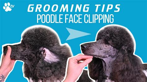 How to clip a standard poodle’s face | Grooming Tips – TRANSGROOM – HousePetsCare.com