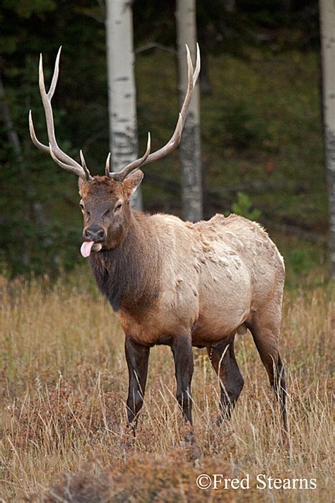 ROCKY MOUNTAIN NATIONAL PARK - HORSESHOE PARK - BULL ELK - STEARNS PHOTOGRAPHY - CENTENNIAL ...