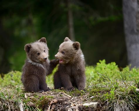 Wallpaper Two bear cubs playful 1920x1200 Picture, Image