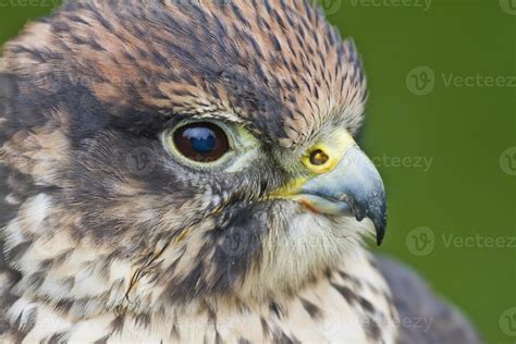 Lanner Falcon 703407 Stock Photo at Vecteezy