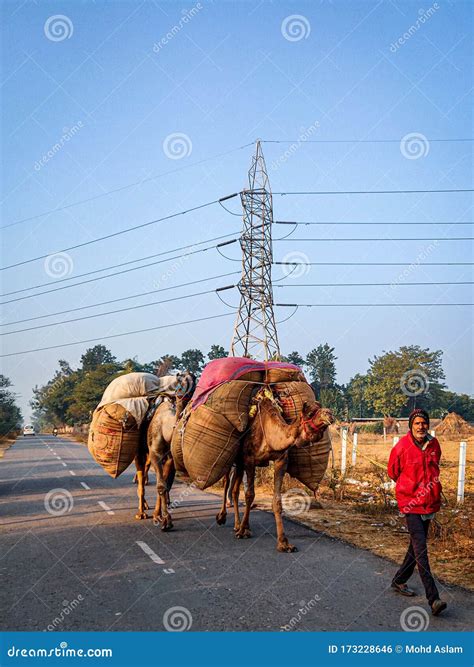 Village Life Haryana, India Editorial Photo - Image of camel, life: 173228646