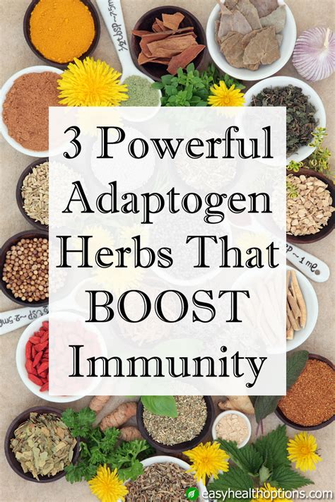 3 powerful adaptogen herbs that boost immunity - Easy Health Options®