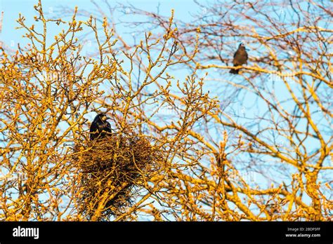 Rook nest hi-res stock photography and images - Alamy