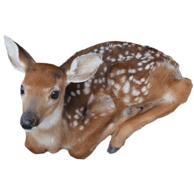 Baby Deer transparent PNG - StickPNG